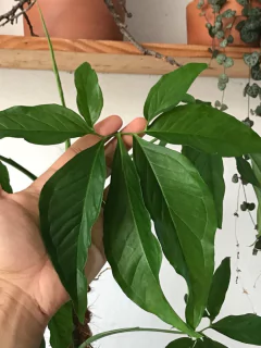 Syngonium podophyllum com tutor - comprar online
