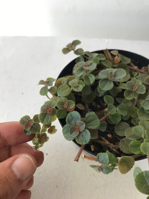 Pilea negra - dinheiro em penca