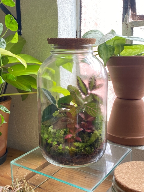 terrário gigante - boca pequena