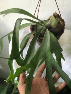 Chifre de veado - platycerum bifurcatum - cesta - Seu Flor