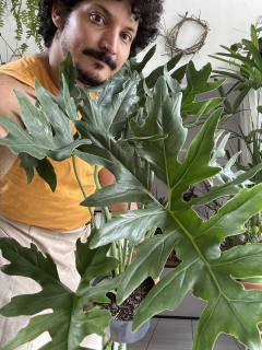 Imagem do Guaimbê – Philodendron bipinnatifidum