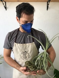 Tillandsia duratii var. duratii na internet