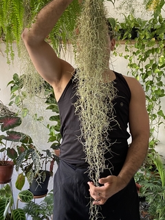 Tillandsia usneoides - barba de velho - comprar online