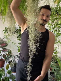 Tillandsia usneoides - barba de velho - Seu Flor