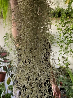 Tillandsia usneoides - barba de velho - loja online