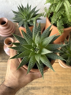 aloe aristata - loja online