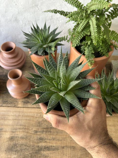 aloe aristata - Seu Flor