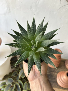 aloe aristata