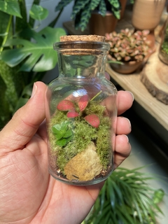 terrário pequeno - vidro laboratório