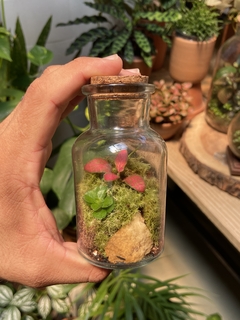 terrário pequeno - vidro laboratório na internet