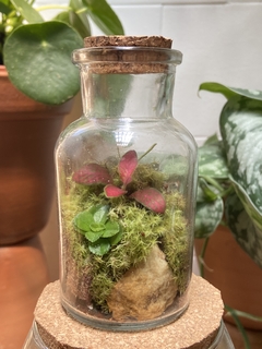 terrário pequeno - vidro laboratório - Seu Flor