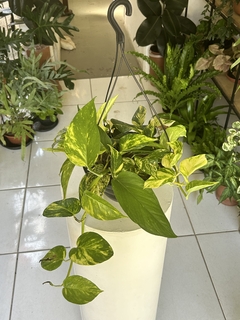 Epipremnum aureum - cesta - jibóia - Seu Flor