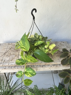 Epipremnum aureum - cesta - jibóia