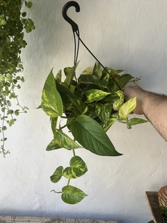 Epipremnum aureum - cesta - jibóia - comprar online