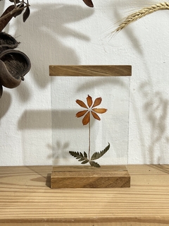 quadro botânico cosmos - de mesa