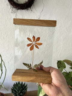 quadro botânico cosmos - de mesa na internet