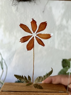 quadro botânico cosmos - de mesa - Seu Flor