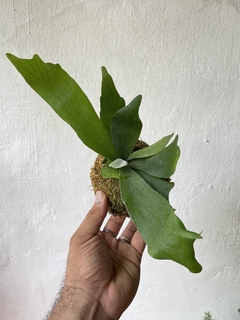 kokedama - mini chifre de veado