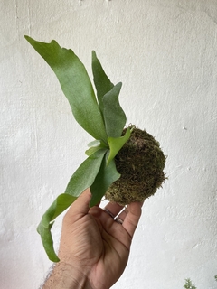 kokedama - mini chifre de veado - Seu Flor