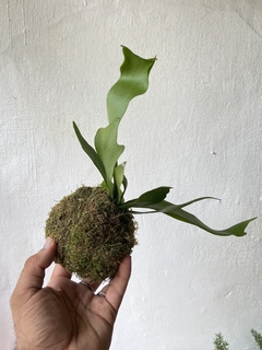 kokedama - mini chifre de veado na internet