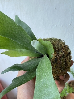 kokedama - mini chifre de veado - comprar online
