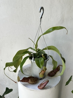 Nepenthes gaya