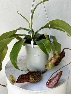 Nepenthes gaya - comprar online