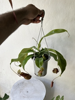 Nepenthes gaya - Seu Flor