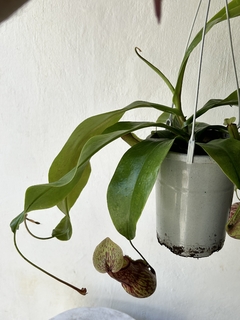 Nepenthes gaya na internet