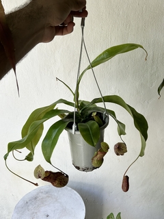 Nepenthes gaya - loja online