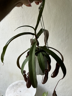 Nepenthes Rebecca na internet