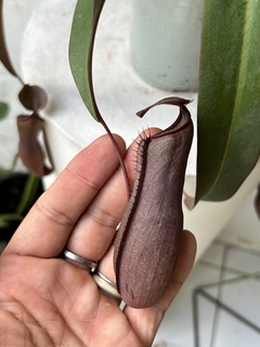 Imagem do Nepenthes Rebecca