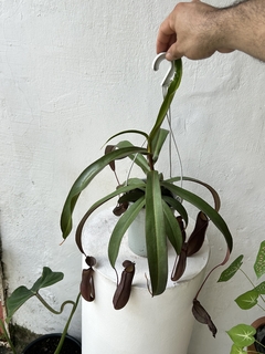 Nepenthes Rebecca - loja online