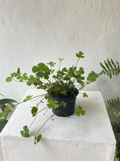 trevo de quatro folhas