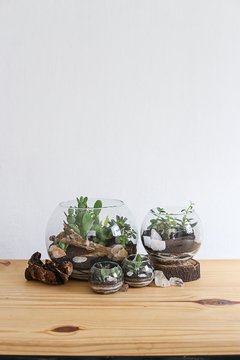 Terrário Aberto Médio - comprar online