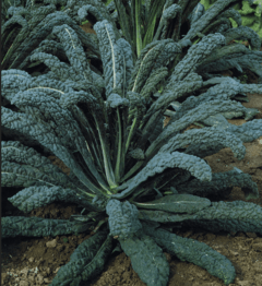 VEGETAIS - COUVE CAVOLO NERO