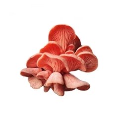COGUMELO HIRATAKE SALMÃO - 200G