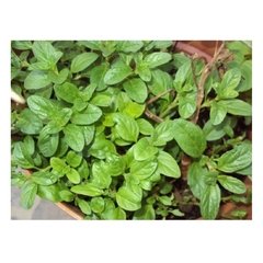 VEGETAIS - POEJO MAÇO