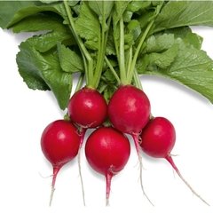 VEGETAIS - RABANETE EM RAMA - 500G