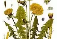 Diente de león - Amargón Hierba - comprar online