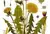Diente de león - Amargón Hierba - comprar online