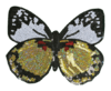 1229 Mariposa Tornasol