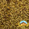 Malte Château Cara Ambra® (Cara Amber) belga - Castle Malting