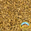 Malte CaraBlond (Carahell) belga - Castle Malting