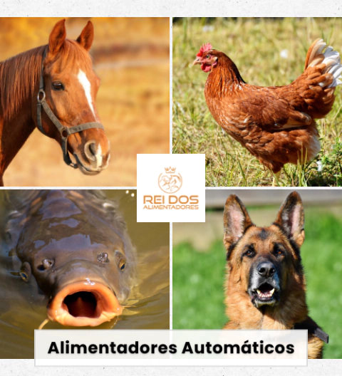 Carrusel Rei dos Alimentadores