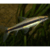 Comealgas siamensis