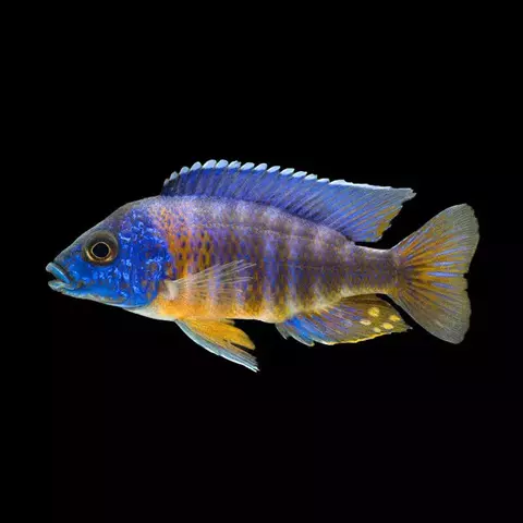 Ciclido Africano Hansbaenschi