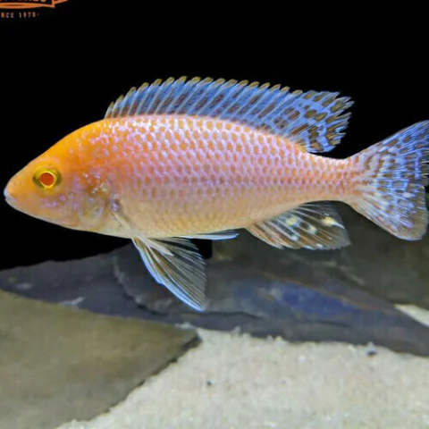 Ciclido Aulonocara dragon blood albino