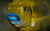 Pseudotropheus Blue Lips - comprar online