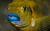 Pseudotropheus Blue Lips - comprar online